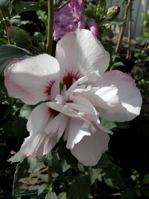 Ketmia hibiscus jasnoróżowy pełne kwiaty hibiskus