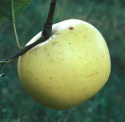 Jabłoń Kosztela
