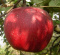 Jabłoń Malinowa Oberlandzka