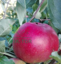 Jabłoń Malinowa Oberlandzka