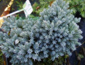 Jałowiec łuskowaty Blue Star