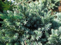Jałowiec łuskowaty Blue Star