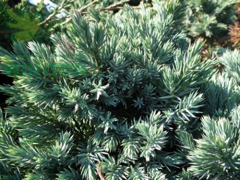Jałowiec łuskowaty Blue Star