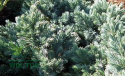 Jałowiec łuskowaty Blue Star