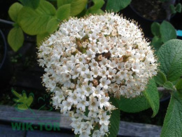 Kalina hordowina Aureum