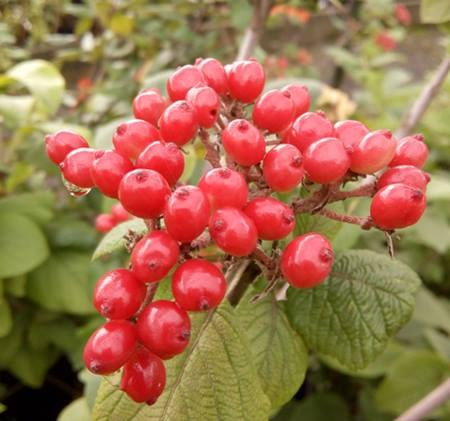Kalina hordowina Aureum