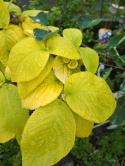 Kalina hordowina Aureum