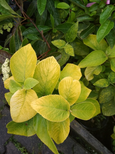 Kalina hordowina Aureum