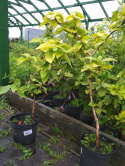 Kalina hordowina Aureum