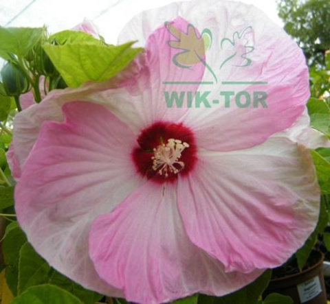 Ketmia bylinowa Cherry Cheesecake