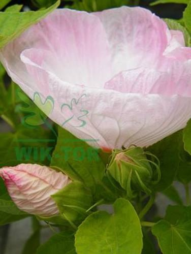 Ketmia bylinowa Cherry Cheesecake