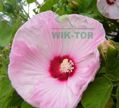 Ketmia bylinowa Cherry Cheesecake