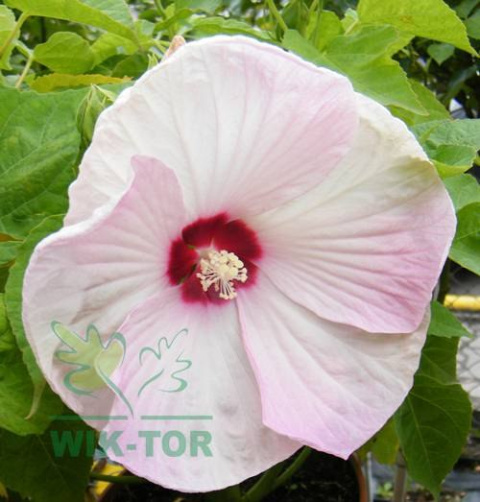 Ketmia bylinowa Cherry Cheesecake