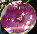 Ketmia bylinowa Hibiscus Summerific Berry Awesome