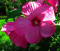 Ketmia bylinowa Hibiscus Summerific Berry Awesome
