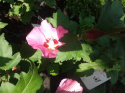 Ketmia syryjska Pink Giant Hibiskus syriacus