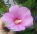 Ketmia syryjska Pink Flirt Hibiskus