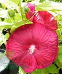 Ketmia bylinowa Summerific Sultry Kiss Hibiskus