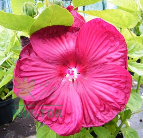 Ketmia bylinowa Summerific Sultry Kiss Hibiskus
