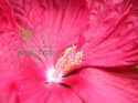 Ketmia bylinowa Summerific Sultry Kiss Hibiskus