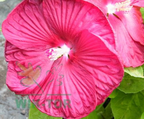 Ketmia bylinowa Summerific Sultry Kiss Hibiskus