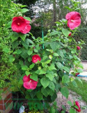 Ketmia bylinowa Summerific Sultry Kiss Hibiskus