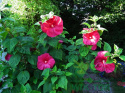 Ketmia bylinowa Summerific Sultry Kiss Hibiskus