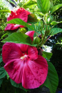 Ketmia bylinowa Summerific Sultry Kiss Hibiskus