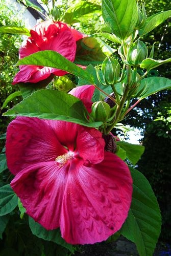 Ketmia bylinowa Summerific Sultry Kiss Hibiskus