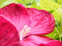 Ketmia bylinowa Summerific Sultry Kiss Hibiskus