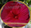 Ketmia bylinowa Summerific Sultry Kiss Hibiskus