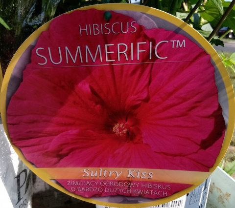 Ketmia bylinowa Summerific Sultry Kiss Hibiskus