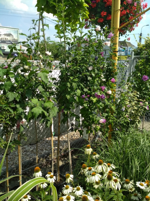 Ketmia syryjska różowy Hibiskus na pniu