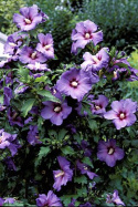 Ketmia syryjska Hibiskus niebieski