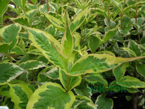 Krzewuszka Nana Variegata