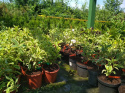 Krzewuszka Variegata