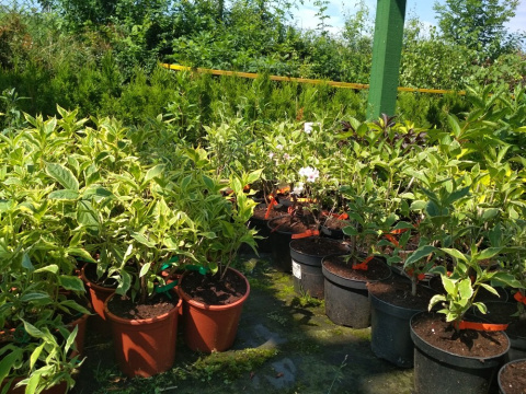 Krzewuszka Variegata
