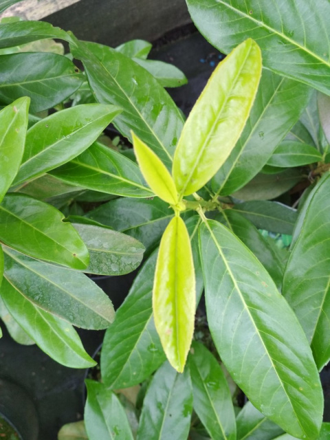 Laurowiśnia wschodnia Genolia