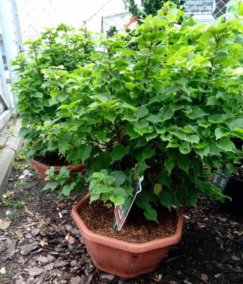Lipa szerokolistna Bonsai