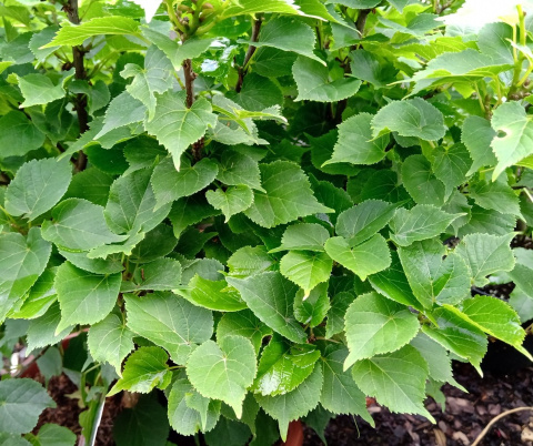 Lipa szerokolistna Bonsai