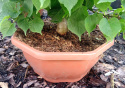 Lipa szerokolistna Bonsai