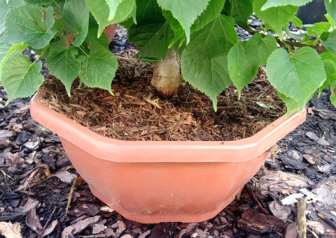 Lipa szerokolistna Bonsai