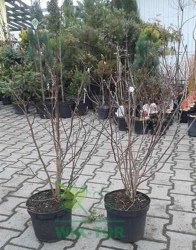 Magnolia Nigra
