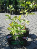 Magnolia Nigra