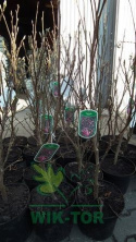 Magnolia Nigra