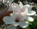 Magnolia soulangea Alba Superba