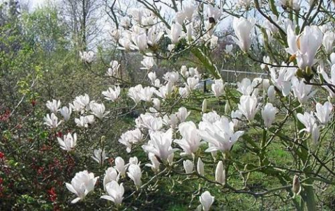 Magnolia soulangea Alba Superba