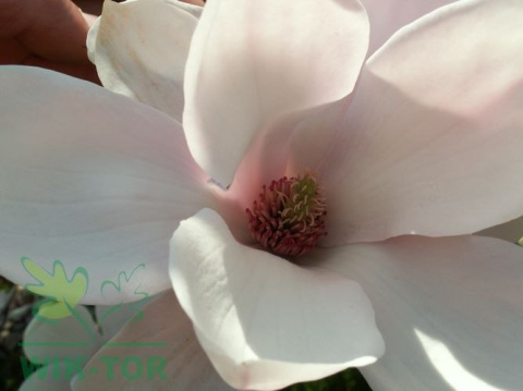 Magnolia soulangea Alba Superba