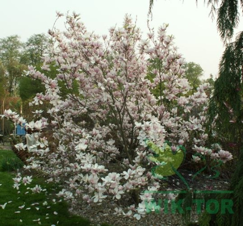 Magnolia soulangea Alba Superba