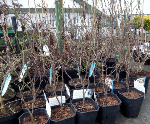 Magnolia soulangea Alba Superba